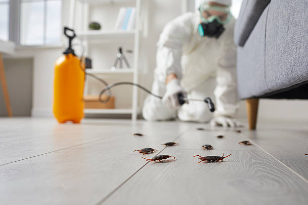 Commercial Kitchen Cockroach Control in Newington